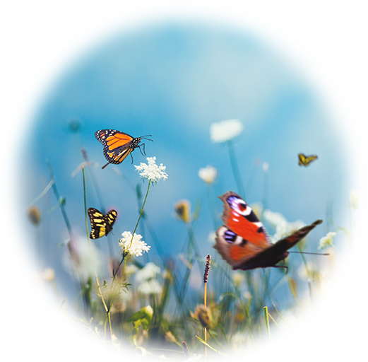 Memorial Service Butterfly